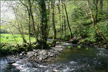 woodlandwalk2