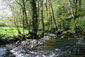 woodwalk1